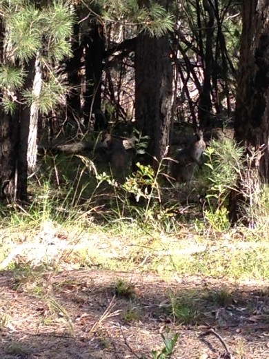 Kangaroos kinda hard to see