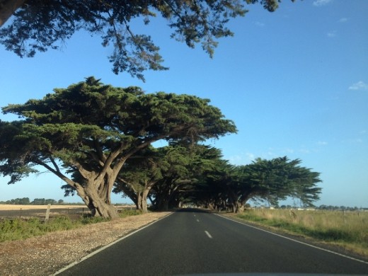 Some cool trees on the drive through Gippsland I think