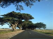 Some cool trees on the drive through Gippsland I think: by jamirieder, Views[215]