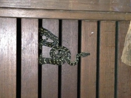 First snake at Broken Heads Campground