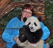 Chengdu, China - holding baby panda, Schwan Qing, in the nursery: by janbeaver, Views[1110]