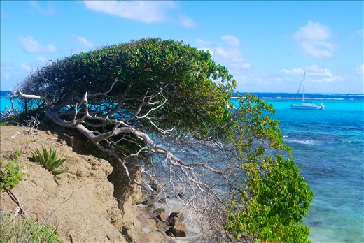 Northern trade winds