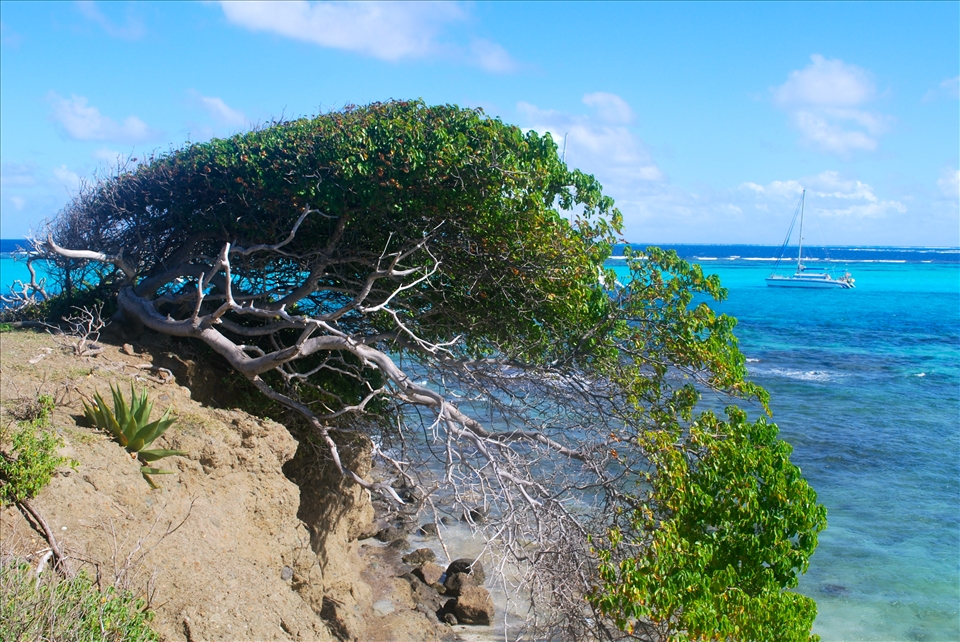 Northern trade winds