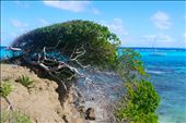 Northern trade winds: by janebutler, Views[340]