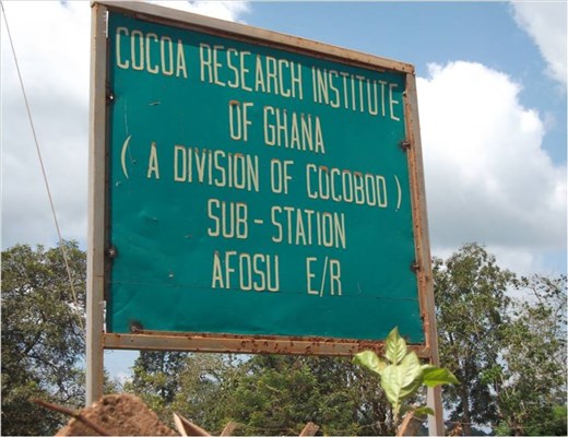 Cocoa Production Documentary in Northern Ghana