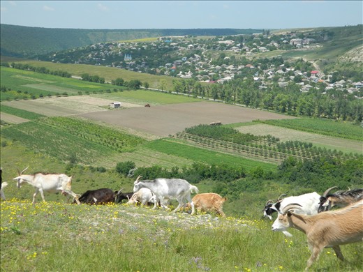 Butuceni village and goats herd under sun blicks.