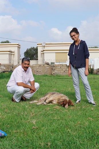 Early on the morning of Eid, I woke up with my host sister, Meryem  and host dad, Muhammad to get our sheep. Eid Al Adha is an Islamic holiday comes from the story of Ibrahim’s devotion towards God and his willingness to sacrifice his son but in the end God gives Ibrahim a sheep instead This a picture of the sheep right before my host dad sacrificed it. In order to prepare for this holiday, the family fasted before hand and my host dad prayed at the mosque before driving to the farm. 