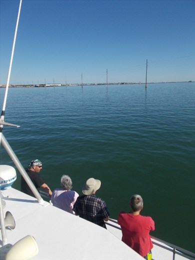 Dolphin Watch Eco Tour