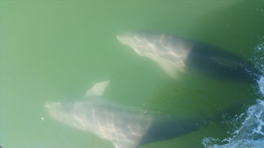 Dolphin Watch Eco Tour - Bottlenose Dolphins