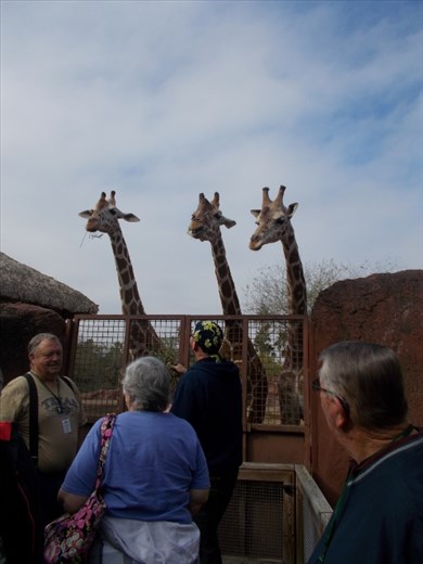 Joe feeding the giraffes