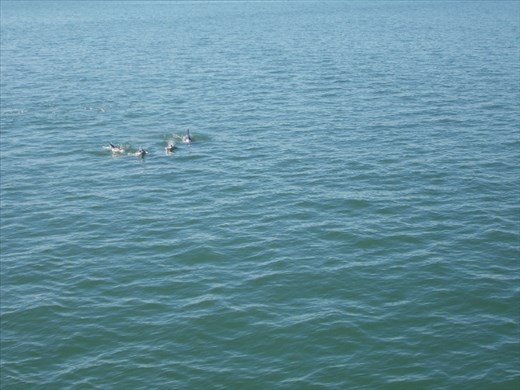 Bottlenose Dolphins