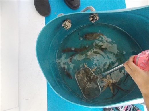 Dolphin Watch Eco Tour - Sea Life