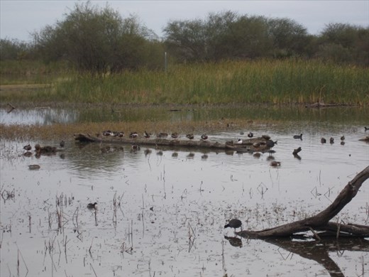 Estero Llano Grande State Park
