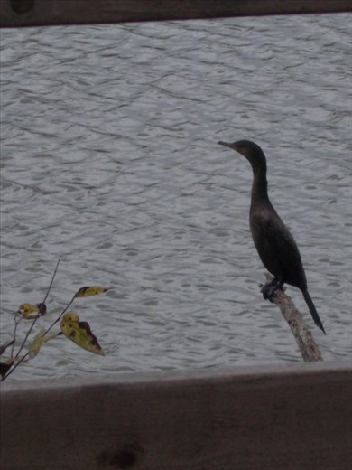 Estero Llano Grande State Park
