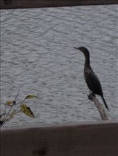 Estero Llano Grande State Park: by janicemorris, Views[74]