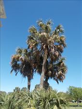 The Sabal Palm Sanctuary - Sabal Palm Trees: by janicemorris, Views[107]