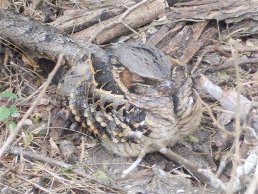 Estero Llano Grande State Park