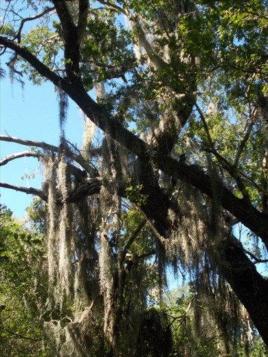 The Sabal Palm Sanctuary - Spanish Moss