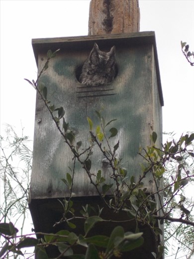 Estero Llano Grande State Park