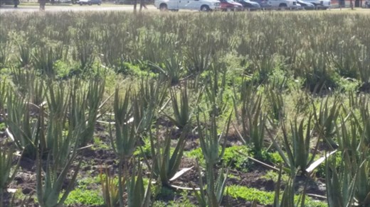 Aloe King Farm