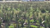 Aloe King Farm: by janicemorris, Views[106]