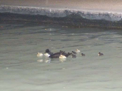 A mom and her ducklings