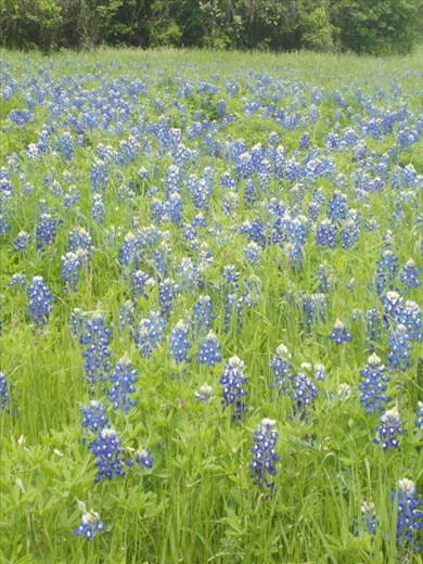 A field of Bluebonnets