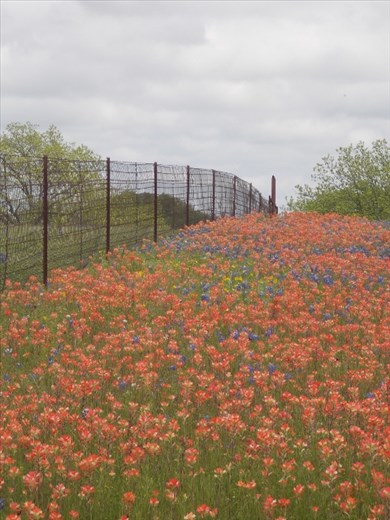 Texas Bluebonnets and Paintbrushes