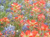Texas Bluebonnets and Paintbrushes: by janicemorris, Views[280]