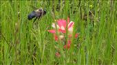 A bee coming in to land on a Paintbrush: by janicemorris, Views[198]