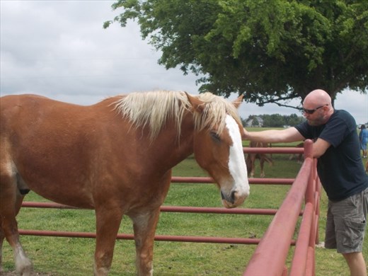 Joe and a Belgian Horse