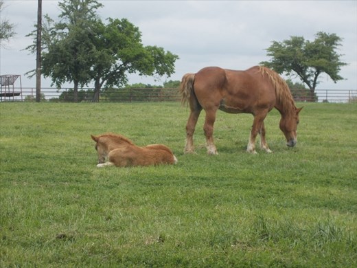 Mom and her colt