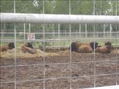 The buffalo: by janicemorris, Views[167]
