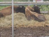 The buffalo: by janicemorris, Views[140]