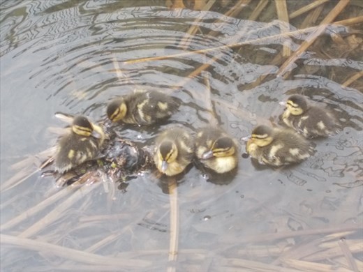 Ducklings