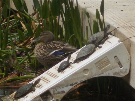 Turtles and a duck