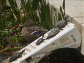 Turtles and a duck: by janicemorris, Views[140]