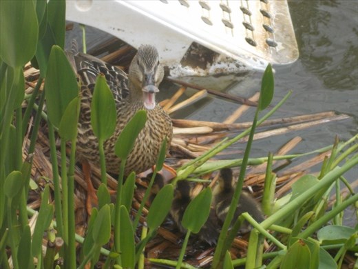 I thought I told you to back up!