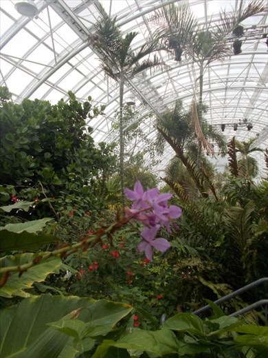 Inside the Crystal Bridge Tropical Conservatory