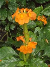 Firecracker Flower: by janicemorris, Views[97]