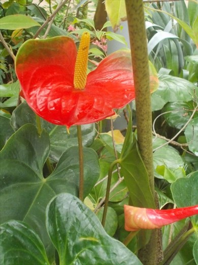 Flamingo Flower