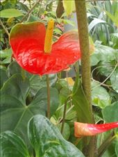 Flamingo Flower: by janicemorris, Views[119]