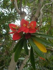 Jamaican Poinsetta: by janicemorris, Views[113]