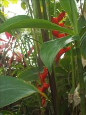 Lobster Claw: by janicemorris, Views[147]