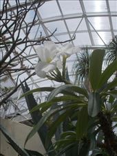 Madagascar Palm: by janicemorris, Views[149]