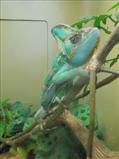 Veiled Chameleon: by janicemorris, Views[121]