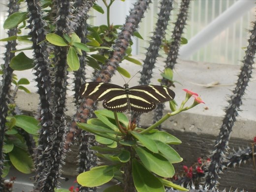 Zebra Longwing Butterfly