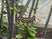Zebra Longwing Butterfly: by janicemorris, Views[150]