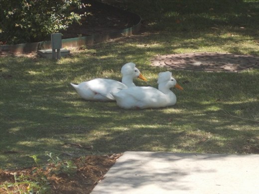 Crest Ducks