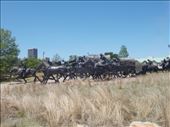 Centennial Land Run Monument: by janicemorris, Views[140]